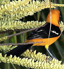 Oriole du Nord