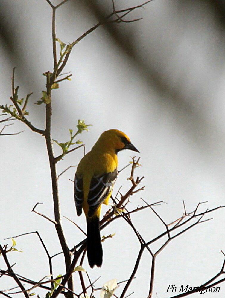 Oriole jaune, identification