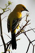 Oriole jaune