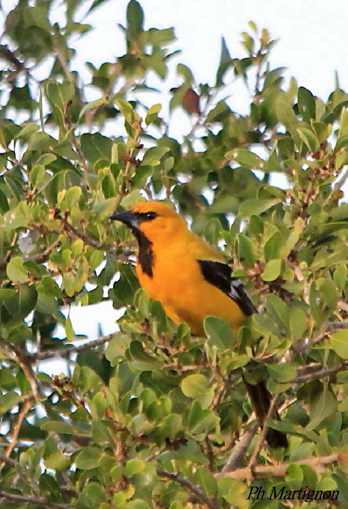 Oriole jaune, identification