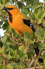 Oriole jaune