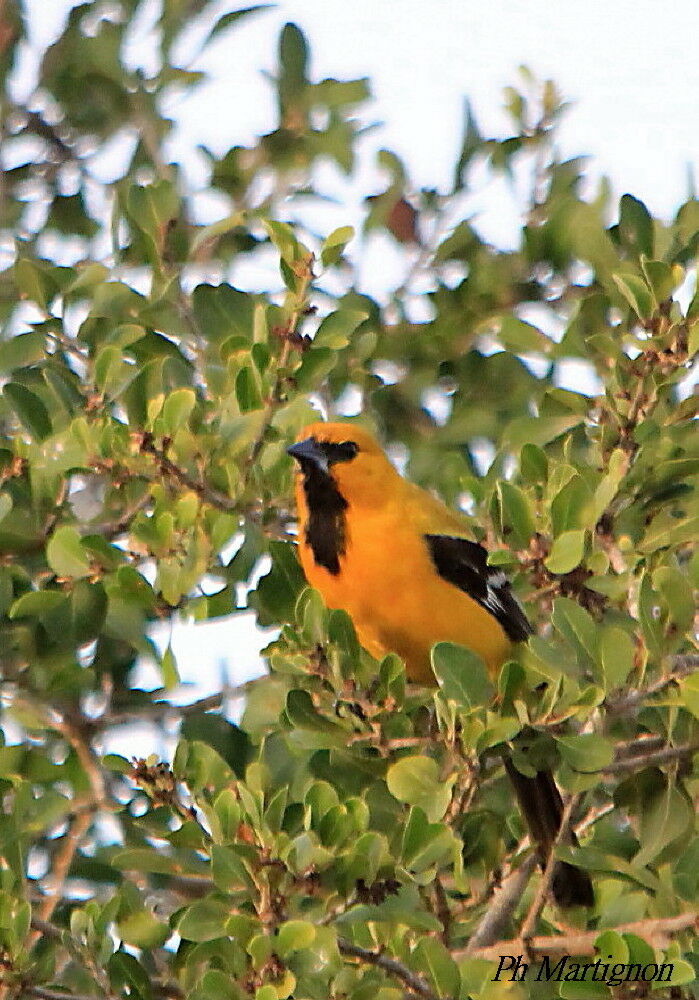 Yellow Oriole, identification