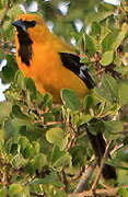 Yellow Oriole