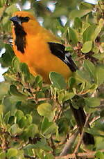 Oriole jaune