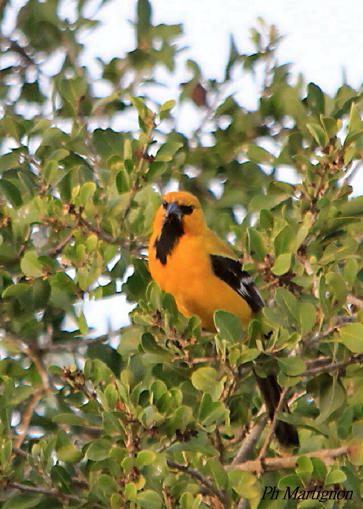 Yellow Oriole, identification