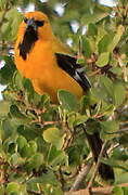 Oriole jaune