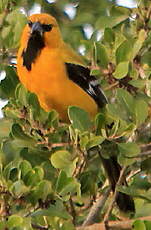 Oriole jaune