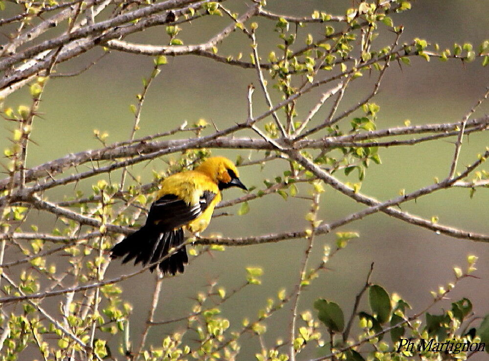 Yellow Oriole, identification