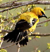 Oriole jaune