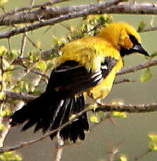 Oriole jaune