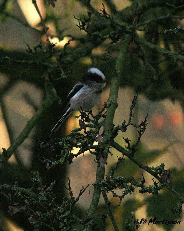 Long-tailed Tit, identification