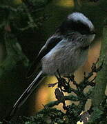 Long-tailed Tit