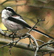 Long-tailed Tit