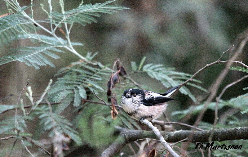 Long-tailed Tit