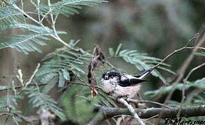 Long-tailed Tit