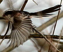 Long-tailed Tit