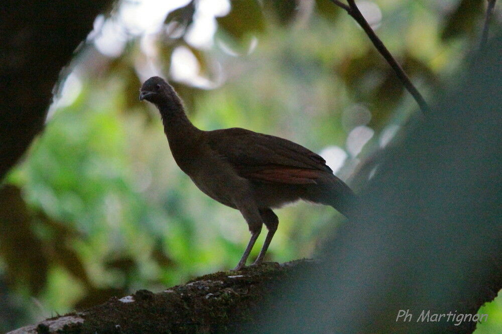 Ortalide à tête grise, identification