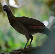 Grey-headed Chachalaca