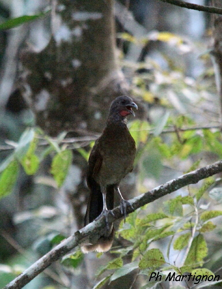 Grey-headed Chachalaca, identification