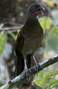 Grey-headed Chachalaca