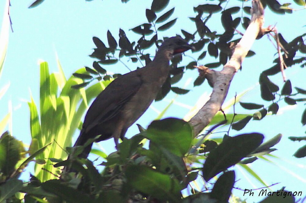 White-bellied Chachalaca, identification