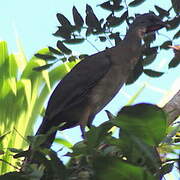 White-bellied Chachalaca