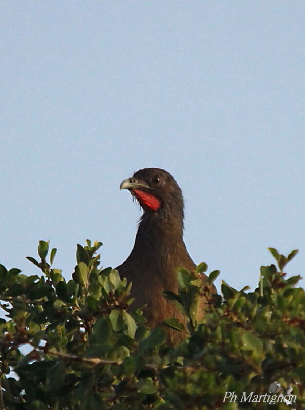 Rufous-vented Chachalaca male, identification