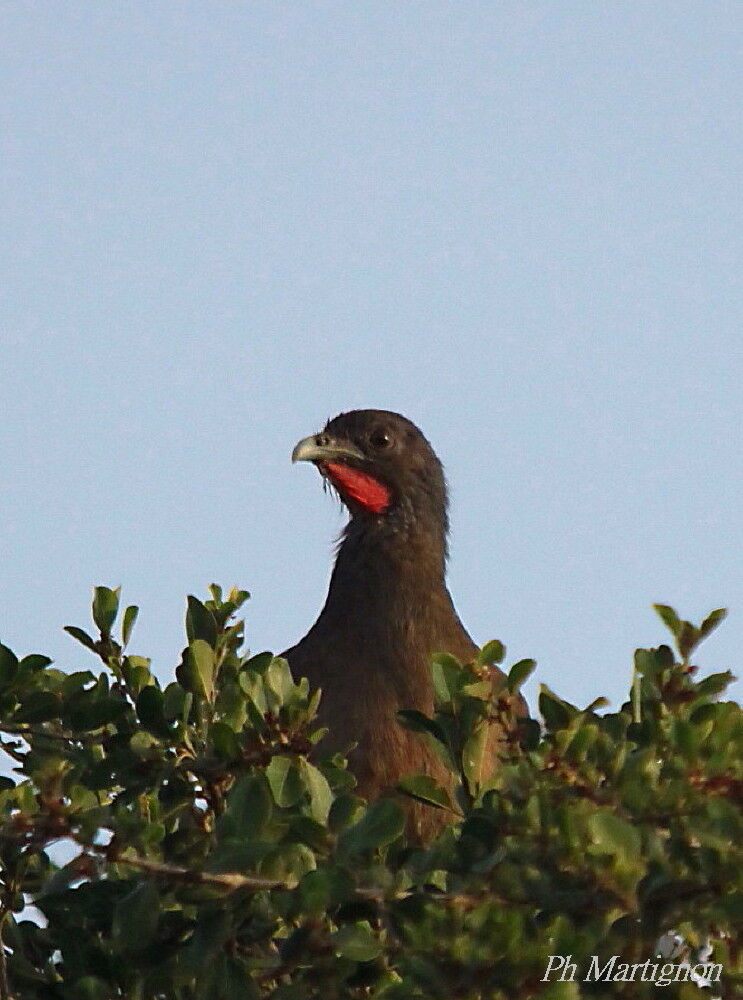 Ortalide à ventre roux mâle, identification