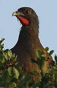 Rufous-vented Chachalaca