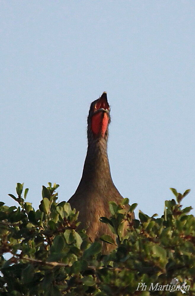 Ortalide à ventre roux mâle, identification, chant