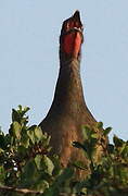 Rufous-vented Chachalaca