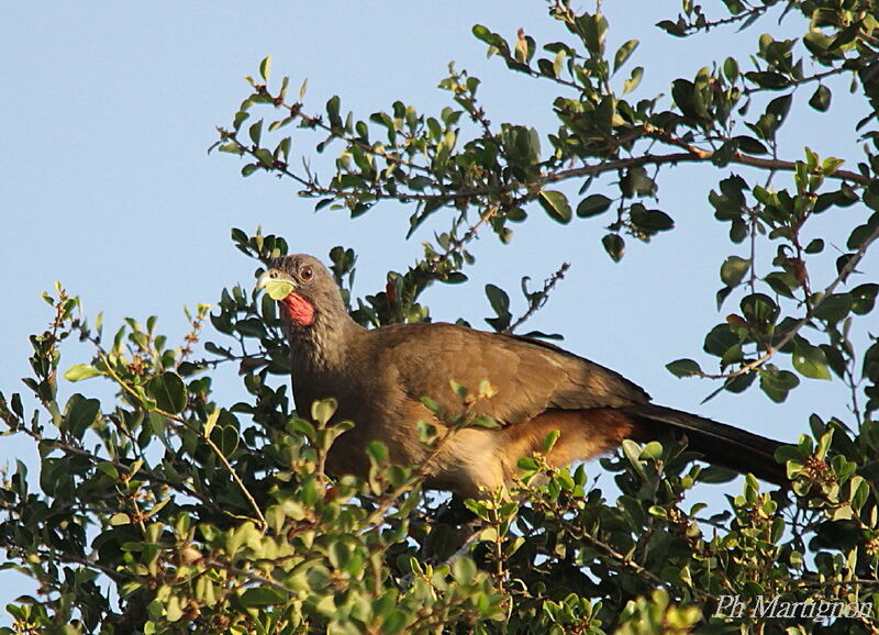 Rufous-vented Chachalaca male, identification, eats