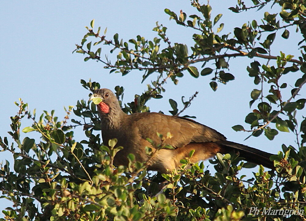 Rufous-vented Chachalaca male, identification, eats