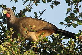 Rufous-vented Chachalaca