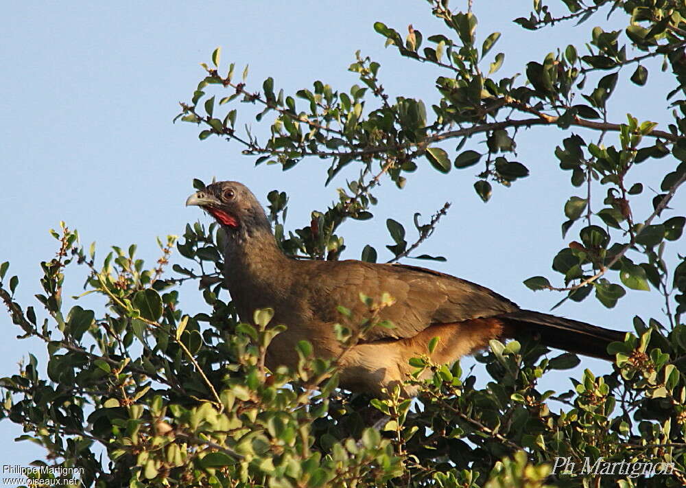 Ortalide à ventre rouxadulte, identification