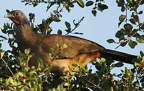 Rufous-vented Chachalaca