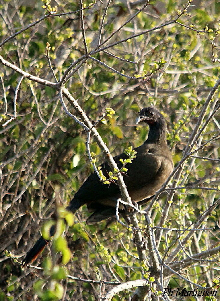 Ortalide à ventre roux, identification