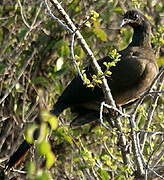 Rufous-vented Chachalaca