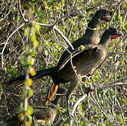 Rufous-vented Chachalaca