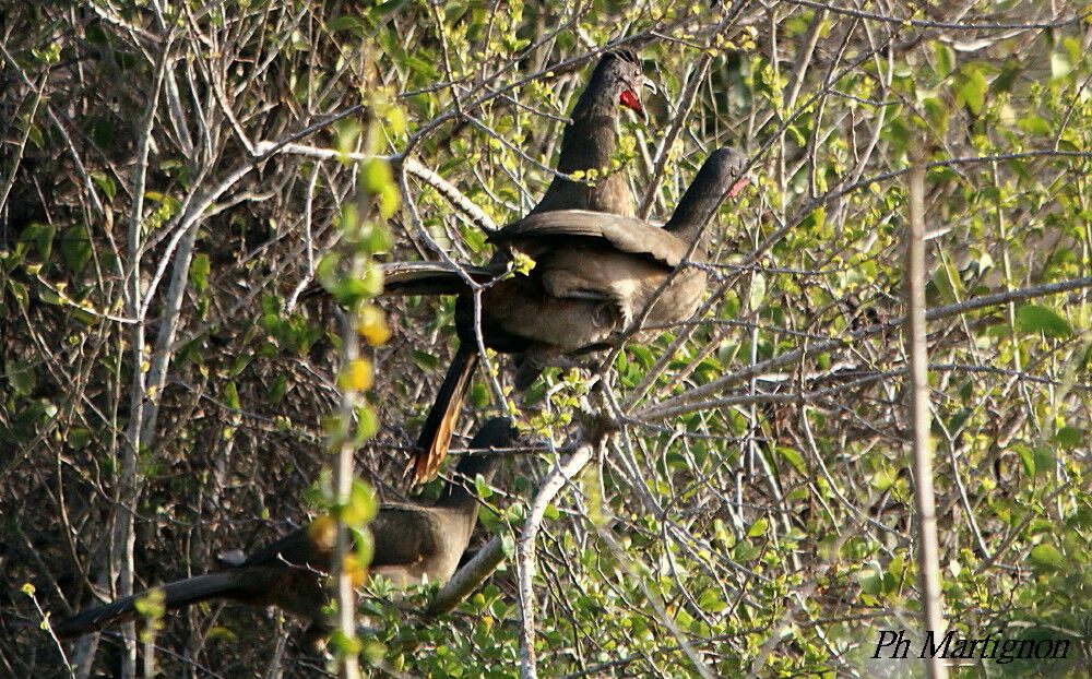 Rufous-vented Chachalaca