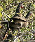 Rufous-vented Chachalaca