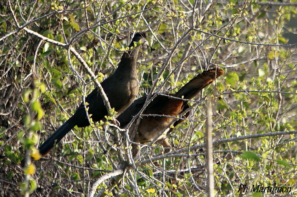 Rufous-vented Chachalaca