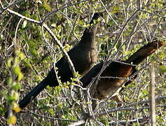 Rufous-vented Chachalaca