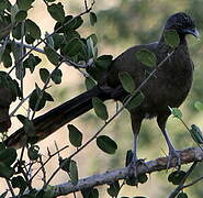 Rufous-vented Chachalaca