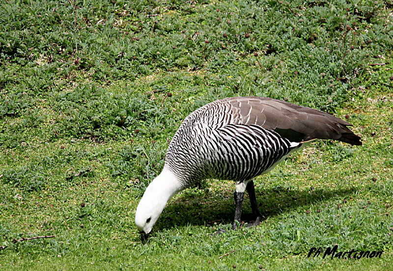 Upland Goose male