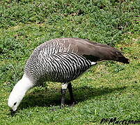 Upland Goose