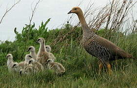 Upland Goose