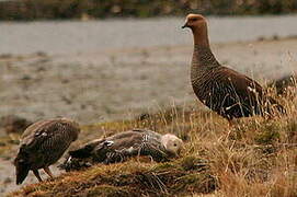 Upland Goose