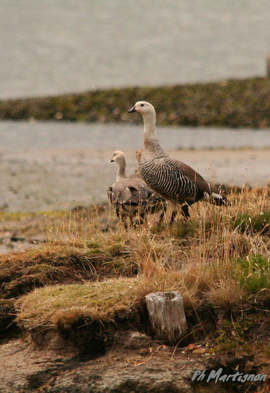 Upland Goose male juvenile