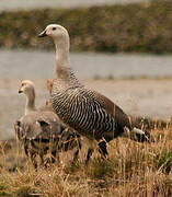 Upland Goose